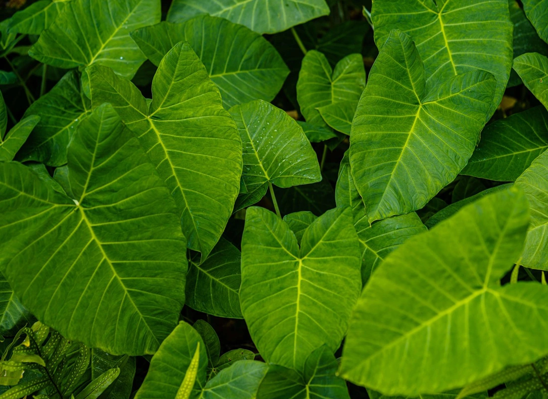 kalo plants